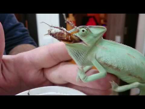 ქამელეონი ჭამს ტარაკანას хамелеон ест таракана chameleon eats a cockroach